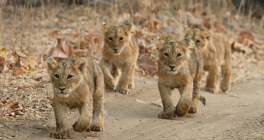 gujarat-Sasan-gir