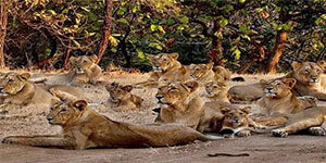 sasan-gir-300×150