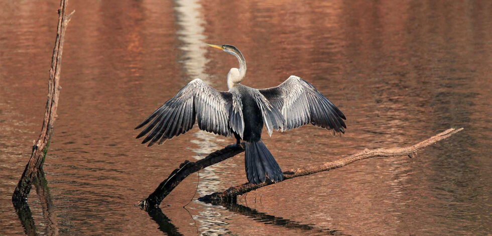 Chhari-Dhand-Wetland-Reserve-Thumbnail-980×471