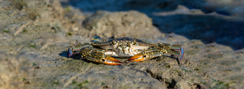 Marine-National-Park-banner-980×357