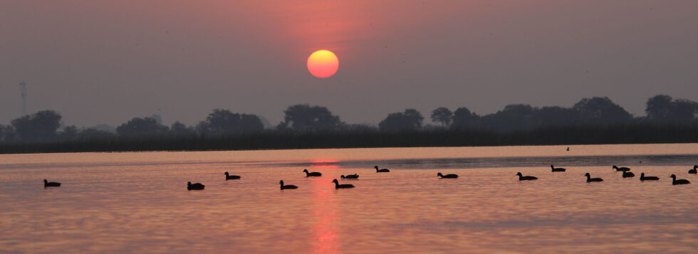 Nalsarovar-Bird-Sanctuary-Banner-980×357