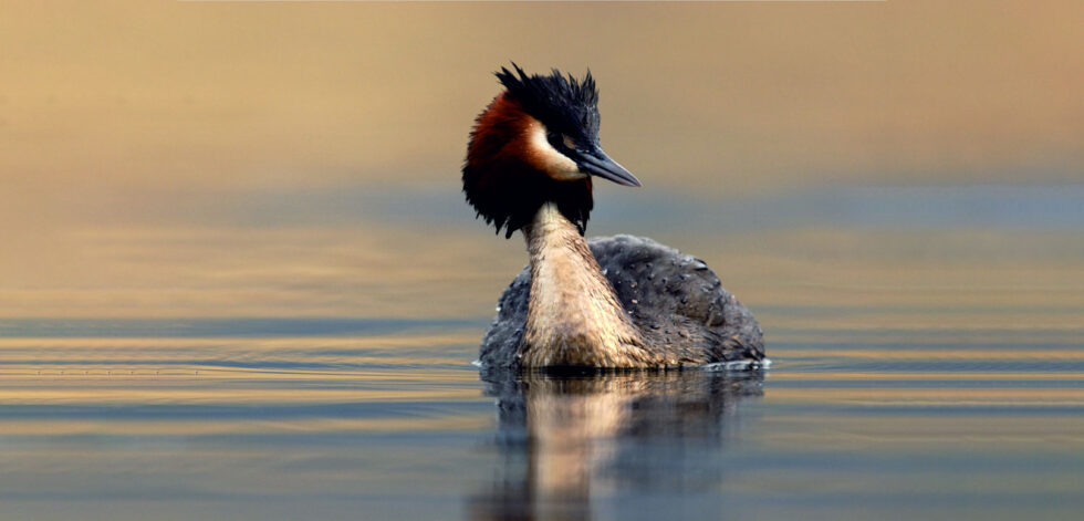 Porbandar-Bird-Sanctuary-1-1-980×471