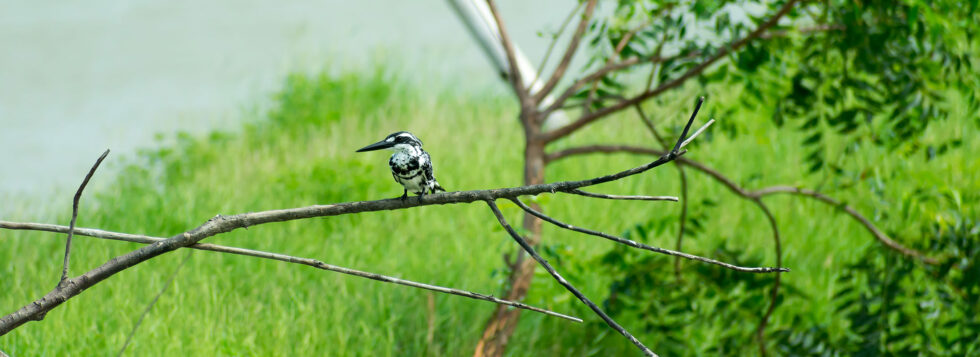 Porbandar-Bird-Sanctuary-Banner-980×357