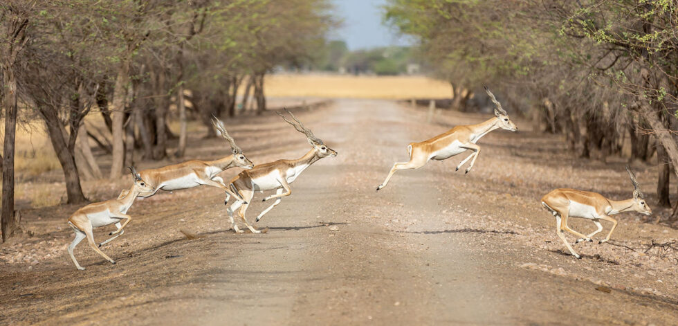 Velavadar-Blackbuck-National-Park-1-1-980×471