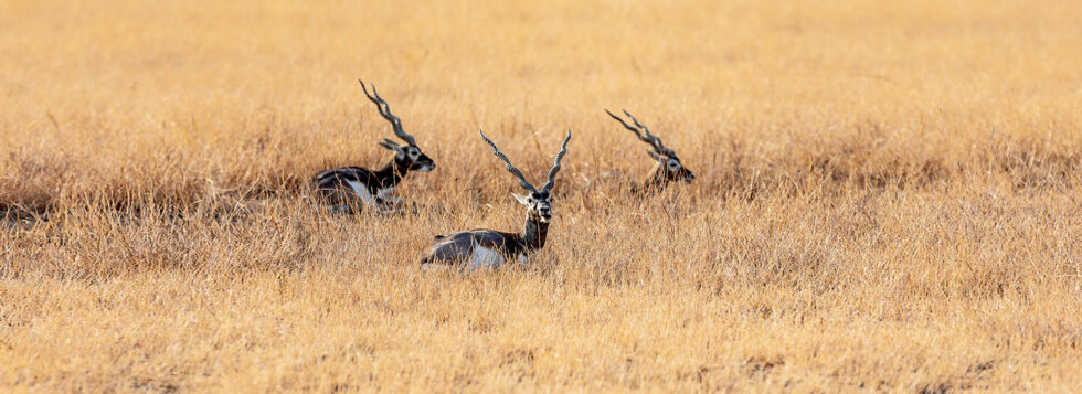 Velavadar-Blackbuck-National-Park-Banner-980×357