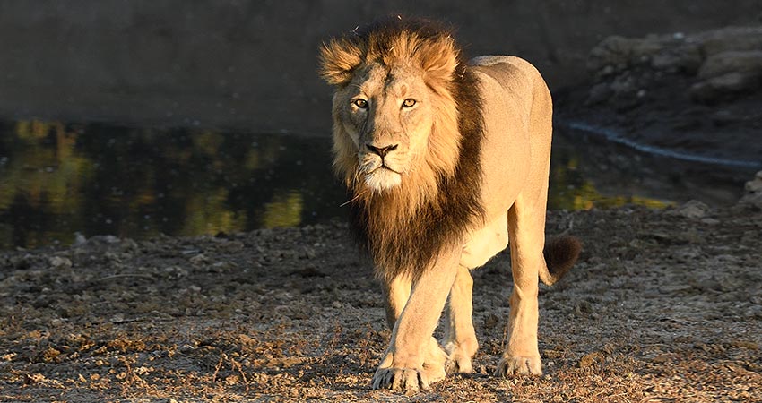 gujarat-Gir-safari